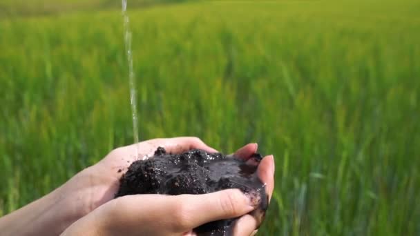 Sprout rośnie z ludzkich rąk na niewyraźnym tle pola uprawnego — Wideo stockowe