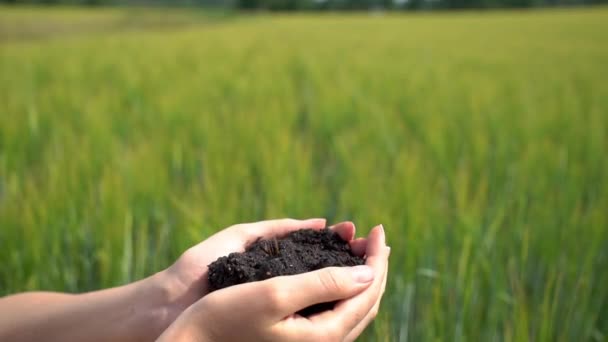 Sprout rośnie z ludzkich rąk na niewyraźnym tle pola uprawnego — Wideo stockowe