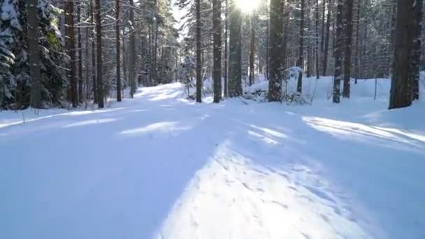 フィンランドの凍った森の中で晴れた日にクロスカントリースキーに行く女性 — ストック動画