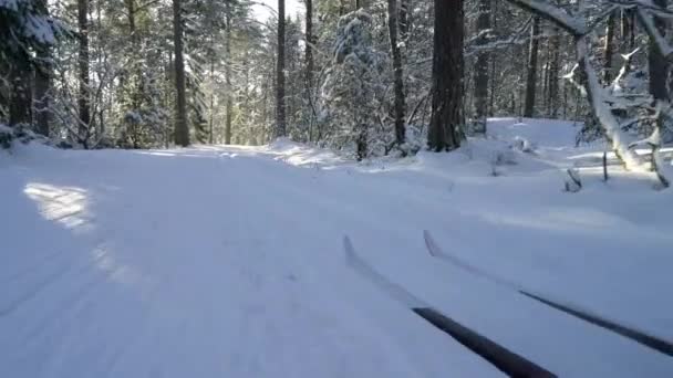 Soğuk ve güneşli bir günde Finlandiya 'da donmuş bir ormanda kayak yapmaya giden bir kadın. — Stok video