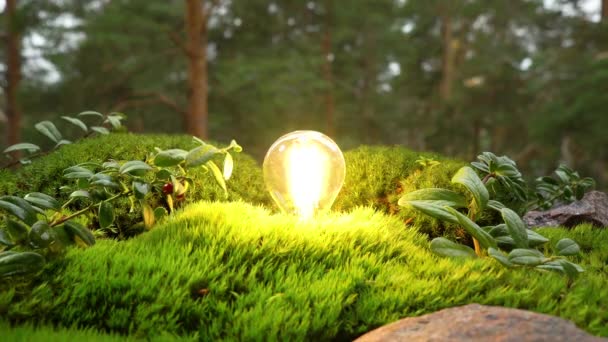 Die Energiesparlampe leuchtet inmitten des nördlichen Waldes. — Stockvideo