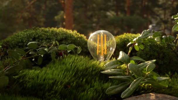 에너지를 절약하는 전구 가 숲 속에서 밝아지고 있다. — 비디오