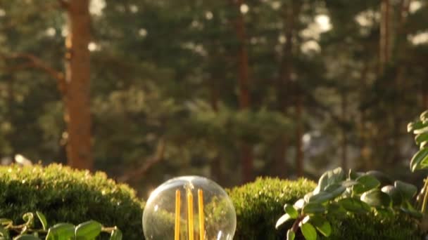 Энергосберегающая лампочка горит среди северного леса. — стоковое видео