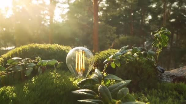 V severním lese se rozsvítí energeticky úsporná žárovka. — Stock video