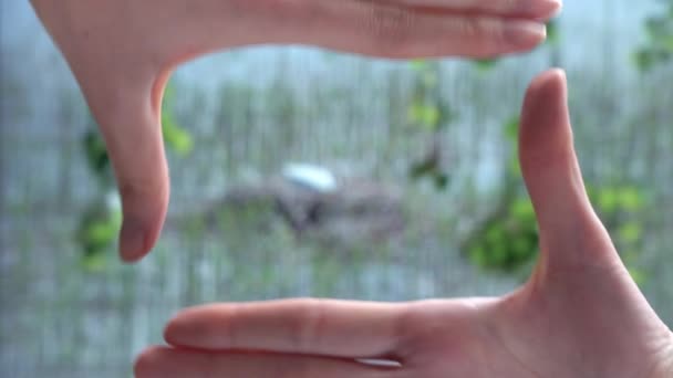Donna che piega le mani nella cornice con cigno nel nido — Video Stock
