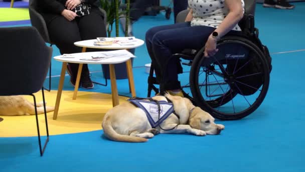 Helsinky Finsko Května 2022 Žena Invalidním Vozíku Vodící Pes Asistenčním — Stock video