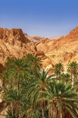 Tunus, Sahra Çölü 'nün ortasındaki Shebika Dağı vahasının manzarası.