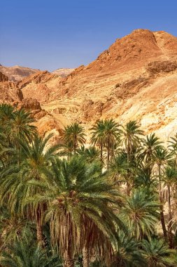 Tunus, Sahra Çölü 'nün ortasındaki Shebika Dağı vahasının manzarası.