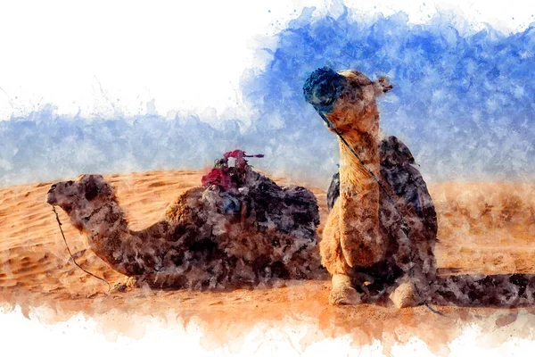 Suluboya çizim. Dromedary Camel Sahra Çölü 'nde kumların üzerinde dinleniyor. Tunus
