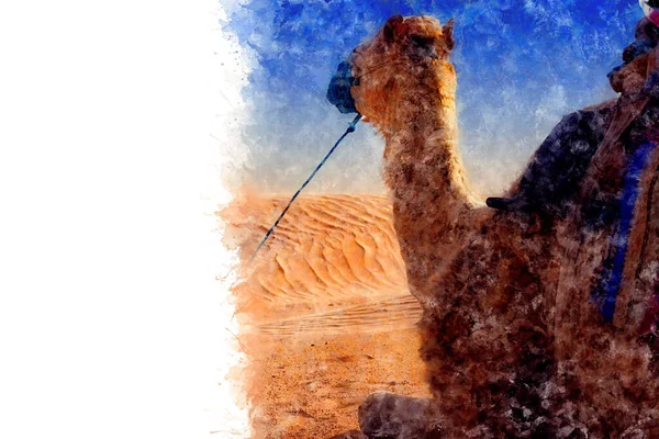 Desenho Aquarela Dromedary Camel Senta Areia Deserto Saara Descansando Tunísia — Fotografia de Stock