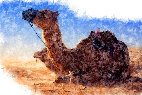 Akvarellteckning Dromedary Camel Sitter Sanden Saharaöknen Och Vilar Tunisien — Stockfoto