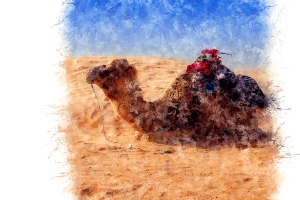 Desenho Aquarela Dromedary Camel Senta Areia Deserto Saara Descansando Tunísia Imagem De Stock