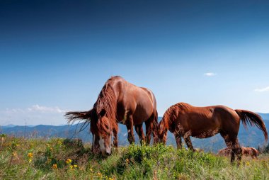 Vahşi atlar arka planda mavi gökyüzü ile çayırlarda otlar. Orman tepelerinin arka planı