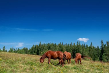 Vahşi atlar arka planda mavi gökyüzü ile çayırlarda otlar. Orman tepelerinin arka planı