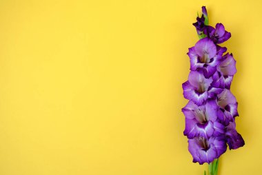 Sarı arka planda mor çiçekler. Bahar konsepti Uzayı kopyala Düz yatıyordu