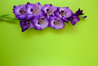 Yeşil arka planda mor çiçekler. Bahar konsepti Uzayı kopyala Düz yatıyordu