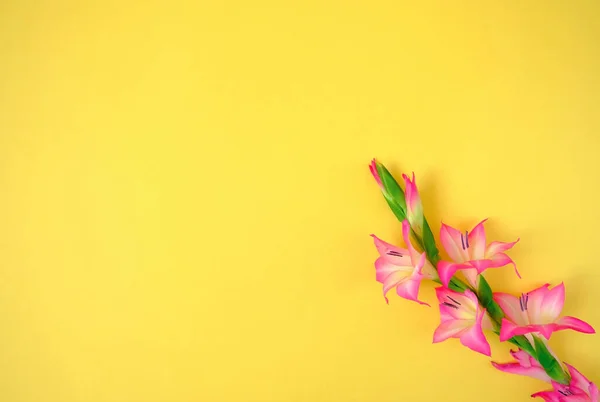 Лили Цветы Желтом Фоне Весенняя Концепция Принято Плоский Лежал Стоковое Фото