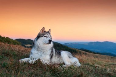 Sibirya Husky 'si gün batımında arka planda dağlarla birlikte dışarıda.