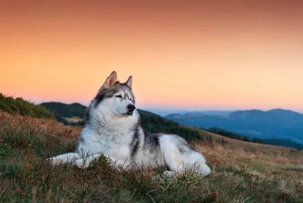 Husky Siberiano Está Fora Pôr Sol Com Montanhas Fundo — Fotografia de Stock