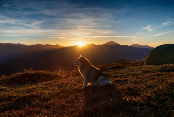 Sibirya Husky Köpeği Gün Batımında Çadırın Yanında Arka Planda Dağ — Stok fotoğraf