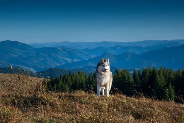 Szibériai Husky Kutya Hegyekben — Stock Fotó