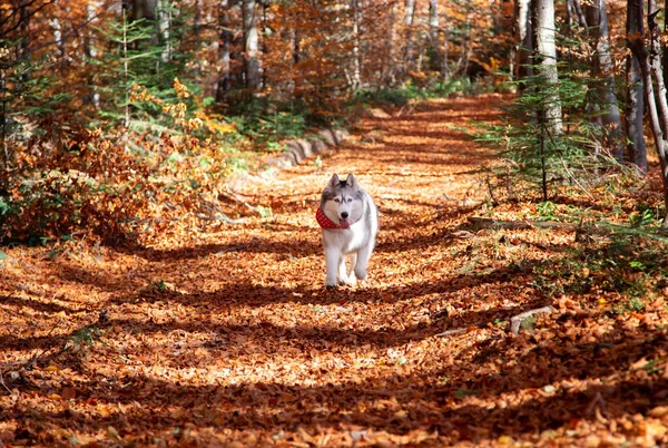 Sibirya Husky Köpeği Sonbahar Ormanında Dışarı Koşuyor — Stok fotoğraf