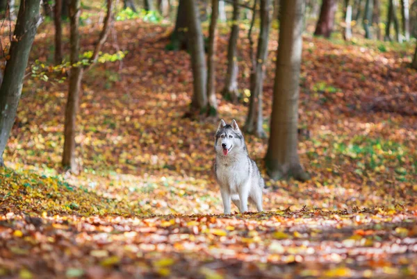 Siberian Husky Dog Middle Autumn Forest — Stock Fotó