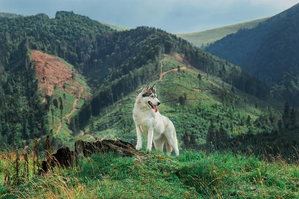 Sibirya köpekleri dışarıda, arka planda ağaçlar ve dağlar var.