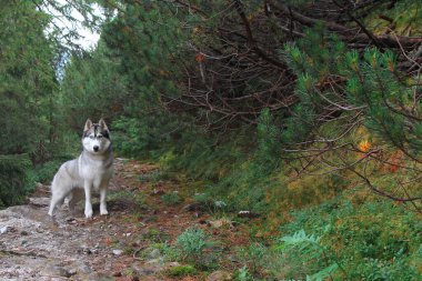 Sibirya köpeği güzel bir ormanda iz sürüyor.