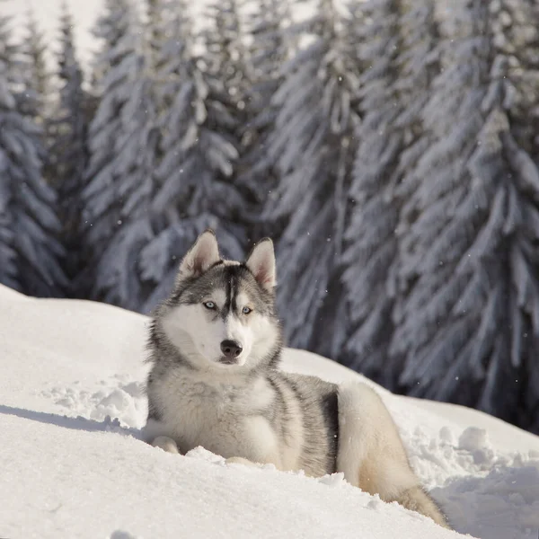 Sibirya husky köpek kar üzerinde yatıyor