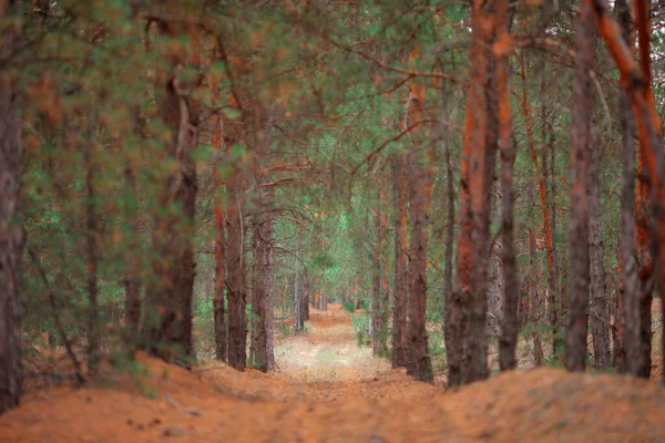 Güzel bir çam ormanında yol