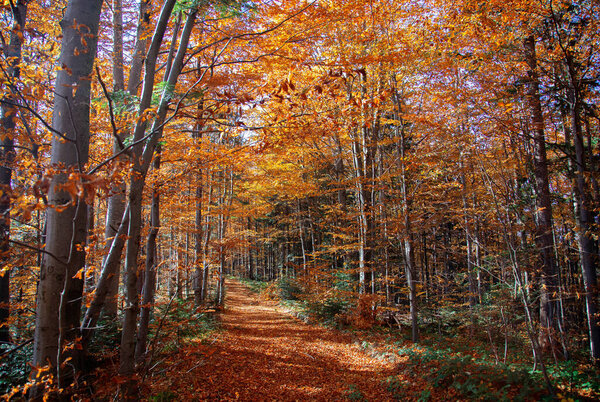 Beautiful way among colorful autumn forest