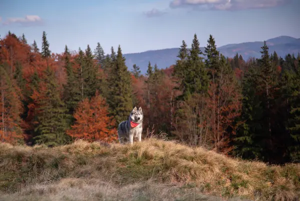 Sibirya Husky Köpeği Arka Planda Sonbahar Ormanıyla Birlikte Dışarıda — Stok fotoğraf