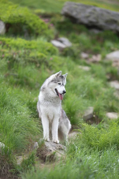 Siberian Husky Dog Green Grass Stones Background — 스톡 사진