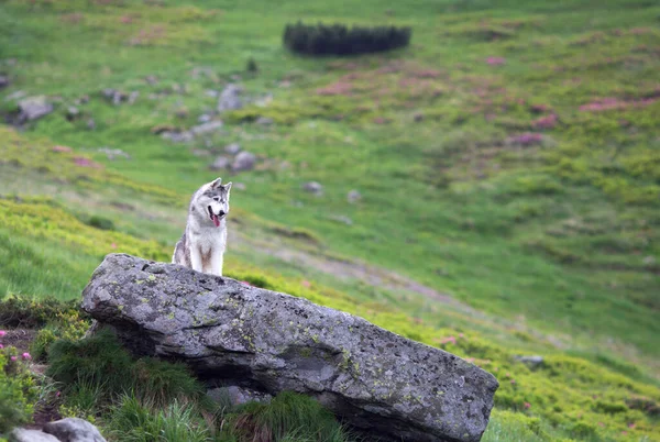 Siberian Husky Dog Big Stone Green Grass Background — Stock Fotó