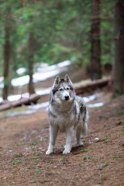 White Gray Siberian Husky Dog Forest — стоковое фото