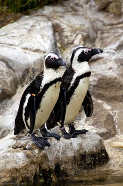 Afrikalı siyah ayaklı penguen.