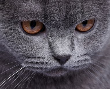 yerli kedi