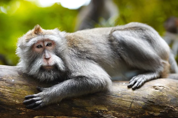 Lazy monkey Stock Picture