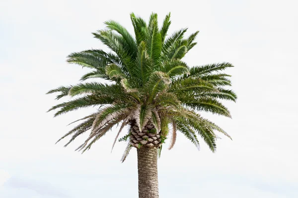 Palm isolated — Stock Photo, Image