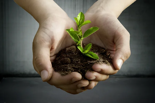 Jeune plante dans les mains — Photo