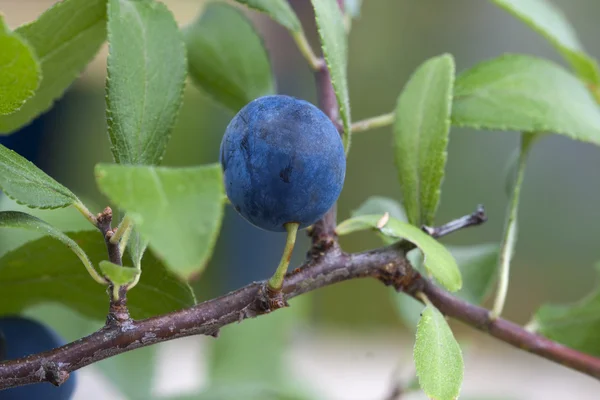 Natürliche Beeren, Johannisbeeren und Blätter mit weißem Hintergrund — Stockfoto