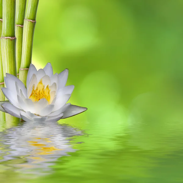 Orquídea e fundo de bambu verde — Fotografia de Stock