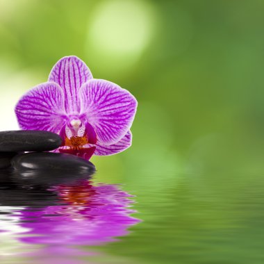 spa konsept