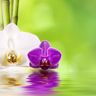 Spa Konsept, arka plan