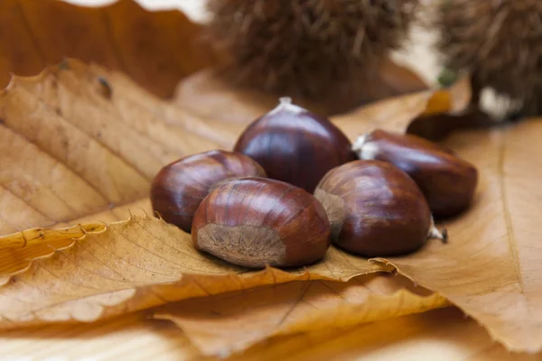 Chestnuts — Stock Photo, Image