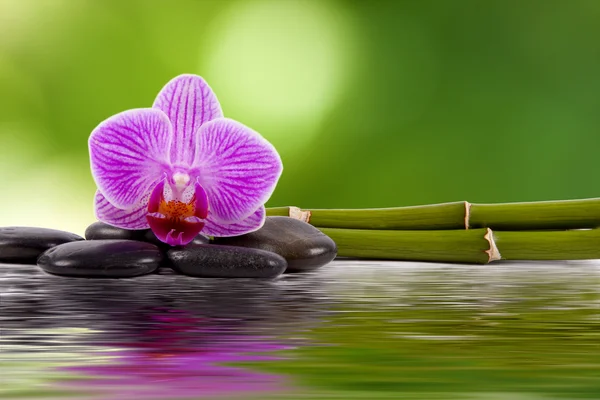 Spa Konsept, arka plan