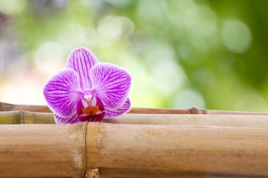 Spa Konsept, arka planlar ve sauna dekorasyon