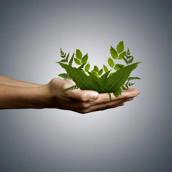 Ενηλίκων χέρι που κρατά το πράσινο φυτό για την προστασία του περιβάλλοντος — Φωτογραφία Αρχείου
