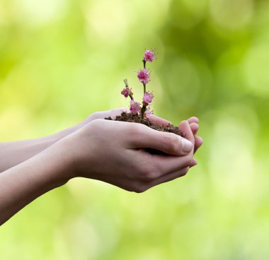 dal çiçek geçmişi olan holding çiftçi eller